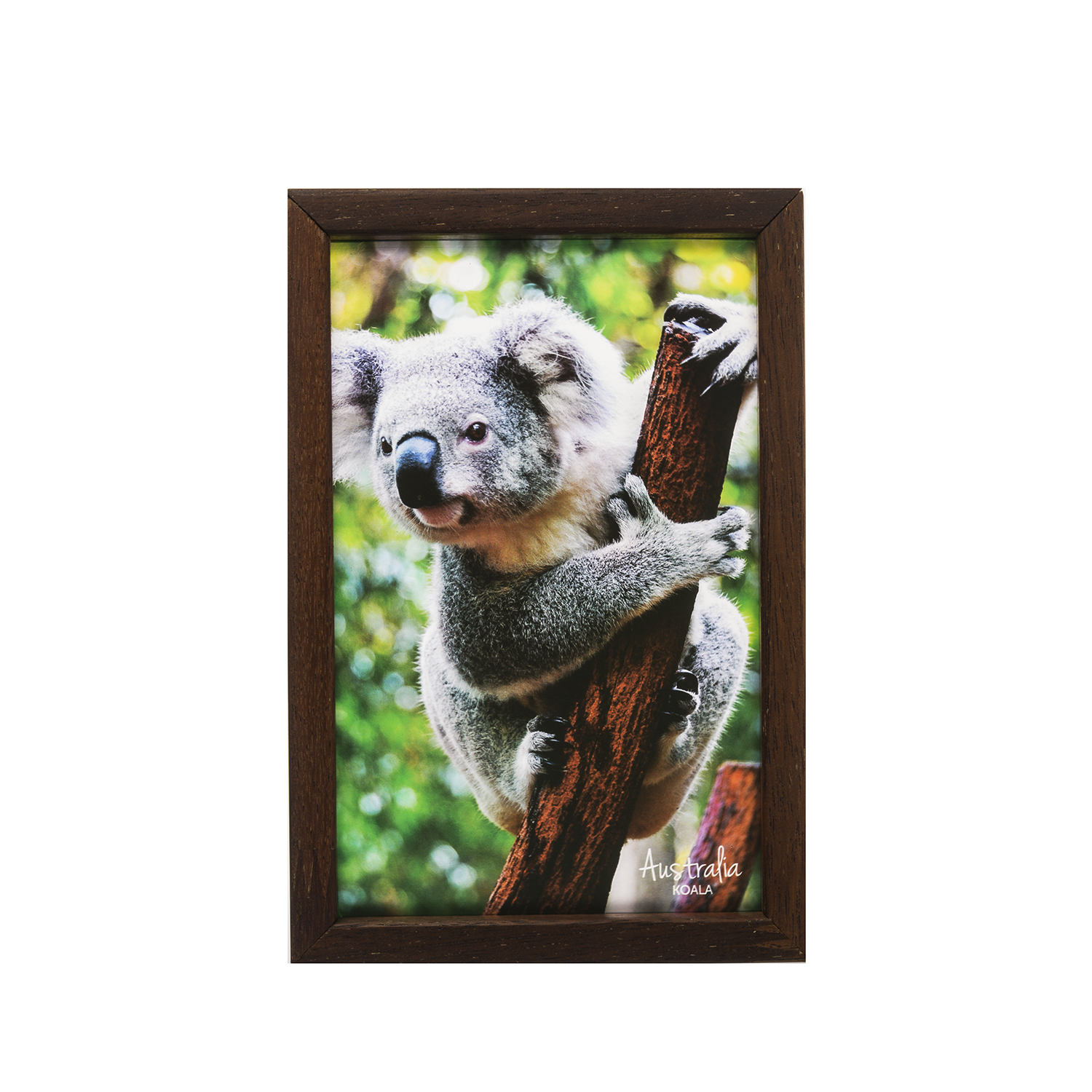 澳大利亚原产Windows of Light立体光影装饰画考拉熊