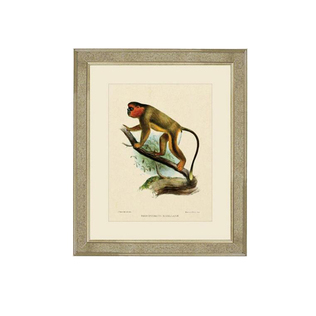 英国原产brookspace现代居家装饰画玻璃挂画 灵长类IV