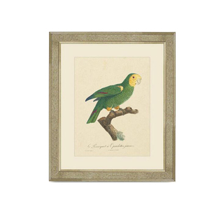 英国原产brookspace现代居家装饰画玻璃画 热带鸟类 III