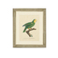 英国原产brookspace现代居家装饰画玻璃画 热带鸟类 III 彩色