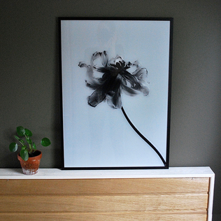 瑞典原产Details by M.摄影植物挂画smoky-abstraction