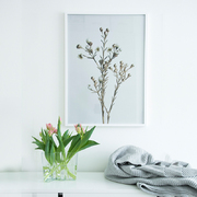 瑞典原产Details by M.摄影装饰画植物挂画--HONEYWORT 浅紫 M