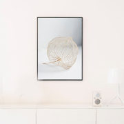 瑞典原产Details by M.摄影装饰画植物挂画--Skir 浅黄 M