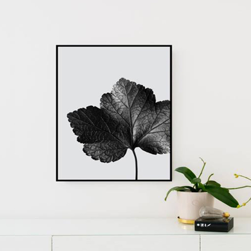瑞典原产Details by M.摄影装饰画植物挂画--Aciarium 黑色 M