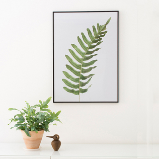瑞典原产Details by M.摄影装饰画植物挂画--Green fern