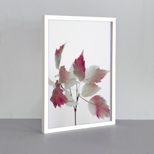 瑞典原产Details by M.摄影装饰画植物挂画-Autumn glint