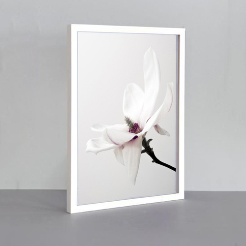 瑞典原产Details by M.摄影植物挂画Magnolia in White 白色 M