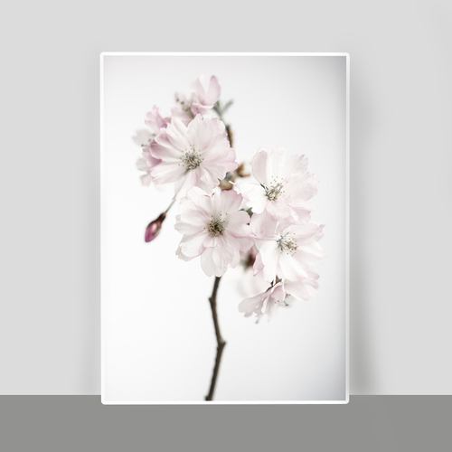 瑞典原产Details by M.摄影装饰画--Ancient blossom 浅粉色 M