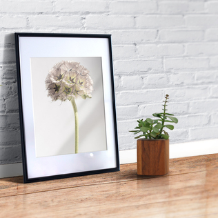 瑞典原产Details by M.摄影装饰画植物挂画-EVENING GLOW