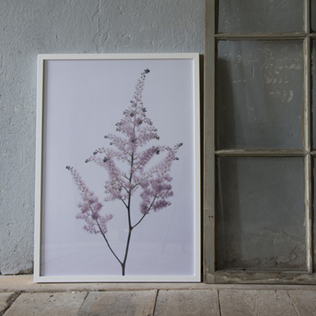 瑞典原产Details by M.摄影装饰画植物挂画Summer meadow