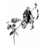 瑞典原产Details by M.摄影装饰画植物挂画-Autumn steel 黑色 M