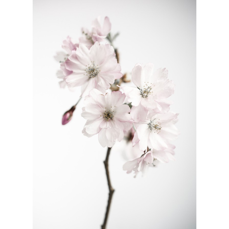 瑞典原产Details by M.摄影装饰画--Ancient blossom 浅粉色 M
