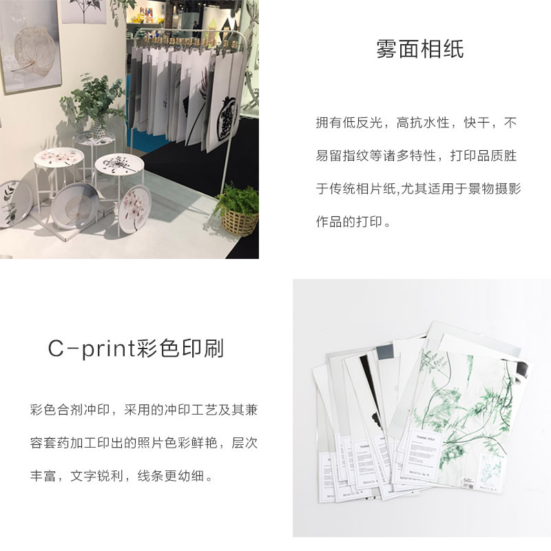 瑞典原产Details by M.摄影装饰画植物挂画--HONEYWORT 浅紫 M