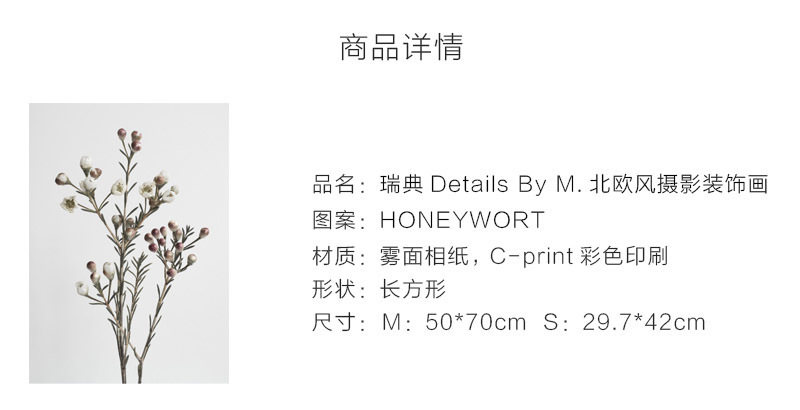 瑞典原产Details by M.摄影装饰画植物挂画--HONEYWORT 浅紫 M