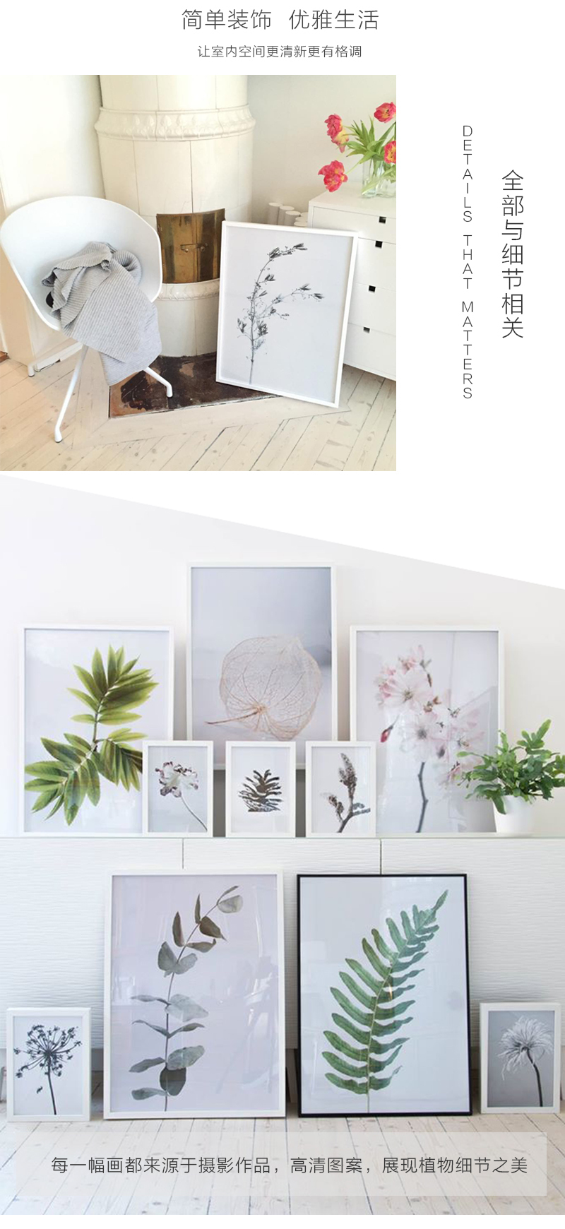 瑞典原产Details by M.摄影装饰画植物挂画--HONEYWORT 浅紫 M