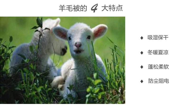 澳大利亚原产Ecorenew保暖羊毛被羊毛被子被芯 白色 245x210cm